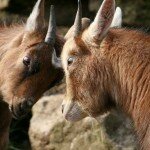 SEO or PPC – The Choice Is Yours